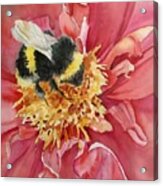 Honey Bee Acrylic Print