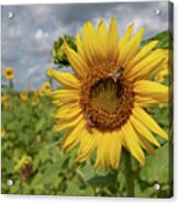 Honeybee On Sunflower Acrylic Print