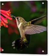 Honeysuckle Hummingbird Acrylic Print