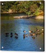 Honkers Acrylic Print