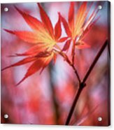 Hope Is Red Acrylic Print