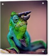 Horned Chameleon Acrylic Print