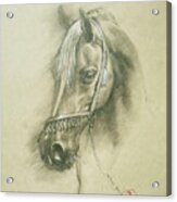 Horse #22088 Acrylic Print