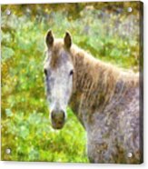 Horse Acrylic Print