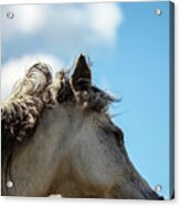 Horse And Sky Acrylic Print