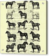 Horse Breeds Acrylic Print