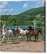 Horse Corral Acrylic Print