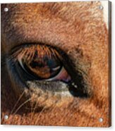 Horse Eye Close Up Acrylic Print