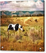 Horse In Southern Utah Acrylic Print