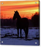 Horse Sunset Acrylic Print