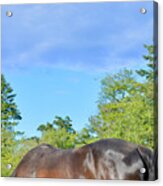 Horse Under Turquoise Sky Acrylic Print