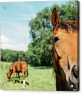 Horses In Field Acrylic Print