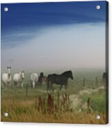 Horses On The Prairie Acrylic Print