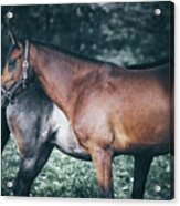 Horses Rest Under A Tree Acrylic Print