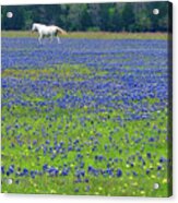 Horses Running In Field Of Bluebonnets Acrylic Print