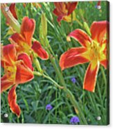 Hot July Field Of Daylilies Acrylic Print