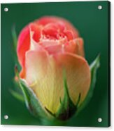 Hot Morning Rose / Elite Special Feature In Art District Group Acrylic Print