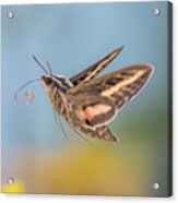 Hovering Hummingbird Moth Acrylic Print