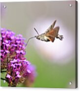 Humming-bird Hawk-moth, Macroglossum Stellatarum Acrylic Print