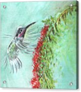 Humming Bird Painting Acrylic Print