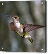 Hummingbird 1 Acrylic Print