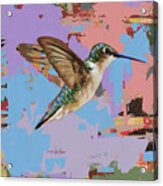 Hummingbird #34 Acrylic Print
