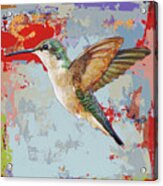 Hummingbird #35 Acrylic Print
