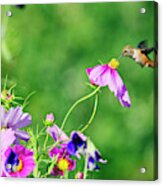 Hummingbird And Flowers Acrylic Print