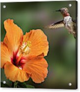 Hummingbird And Peach Hibiscus Acrylic Print