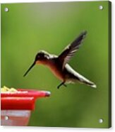 Hummingbird Approach Acrylic Print