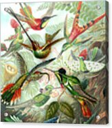 Hummingbird Gathering Acrylic Print