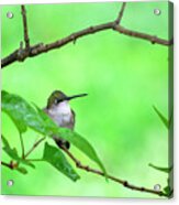 Hummingbird Green Acrylic Print