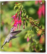 Hummingbird In The Fuchsia Acrylic Print