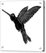 Hummingbird Ink 4 Acrylic Print