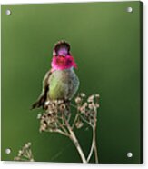 Hummingbird Acrylic Print