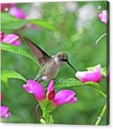 Hummingbird Landing On Dewy Leaf Acrylic Print