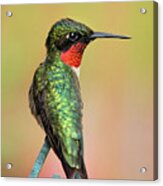 Hummingbird Love Acrylic Print