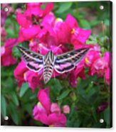 Hummingbird Moth And Pink Snapdragons Acrylic Print