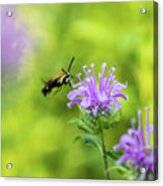 Hummingbird Moth - Delaware Water Gap Acrylic Print