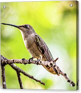 Hummingbird On Branch Acrylic Print
