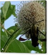 Hummingbird Moth On Flower Acrylic Print