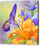 Hummingbird On Orange Lily Acrylic Print
