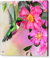 Hummingbird On Pink Hibiscus Acrylic Print