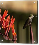 Hummingbird Perched On Flower Stalk Acrylic Print
