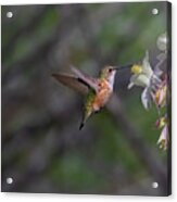 Hummingbird With Columbines Acrylic Print