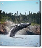 Humpback Whale Breaching Acrylic Print