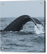 Humpback Whale Diving Near Sitka Acrylic Print