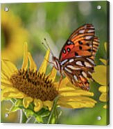 Hungry Butterfly Acrylic Print