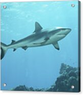 Hunting Reef Shark - At Coral Reef Of Yap Island - Acrylic Print