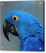 Hyacinth Macaw Paintography Acrylic Print